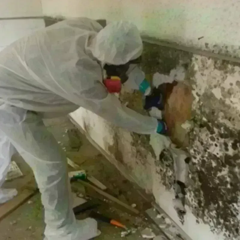 Mold Remediation and Removal in Rochester, WI